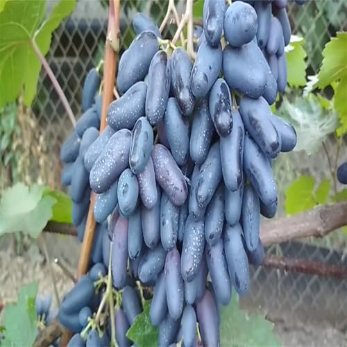 Winterhart Weintraube, QualitätsRhizome, Winterharte Rhizome, Weinreben Sortiment kernlos. Garten Weintrauben, Kernlose Tafel-Trauben-Kollektion.-2zwiebeln-E von XCMBNHY