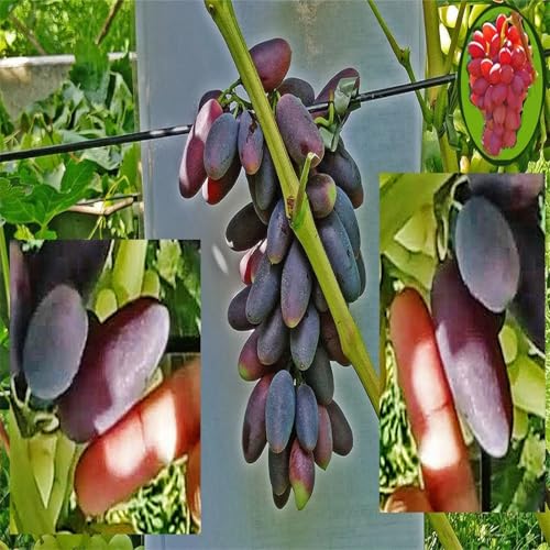 Winterhart Weintraube, QualitätsRhizome, Winterharte Rhizome, Weinreben Sortiment kernlos. Garten Weintrauben, Kernlose Tafel-Trauben-Kollektion.-2zwiebeln-H von XCMBNHY