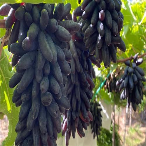 Winterhart Weintraube, QualitätsRhizome, Winterharte Rhizome, Weinreben Sortiment kernlos. Garten Weintrauben, Kernlose Tafel-Trauben-Kollektion.-2zwiebeln-I Winterhart Weintraube, QualitätsRhizome, Winterharte Rhizome, Weinreben Sortiment kernlos. Garten Weintrauben, Kernlose Tafel-Trauben-Kollektion.-2zwiebeln-I von XCMBNHY