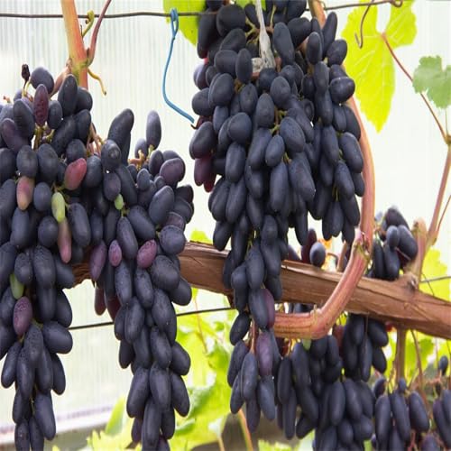 Winterhart Weintraube, QualitätsRhizome, Winterharte Rhizome, Weinreben Sortiment kernlos. Garten Weintrauben, Kernlose Tafel-Trauben-Kollektion. -3zwiebeln-I von XCMBNHY