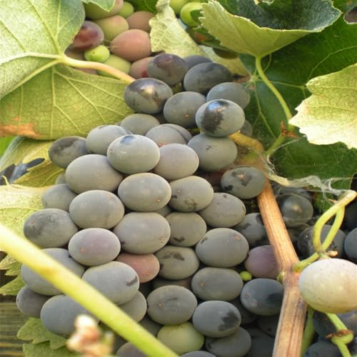 Winterhart Weintraube, QualitätsRhizome, Winterharte Rhizome, Weinreben Sortiment kernlos. Garten Weintrauben, Kernlose Tafel-Trauben-Kollektion. -4zwiebeln-A von XCMBNHY