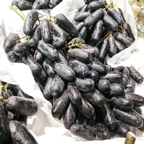 Winterhart Weintraube, QualitätsRhizome, Winterharte Rhizome, Weinreben Sortiment kernlos. Garten Weintrauben, Kernlose Tafel-Trauben-Kollektion. -4zwiebeln-B Winterhart Weintraube, QualitätsRhizome, Winterharte Rhizome, Weinreben Sortiment kernlos. Garten Weintrauben, Kernlose Tafel-Trauben-Kollektion. -4zwiebeln-B von XCMBNHY
