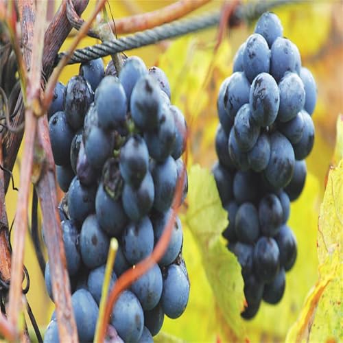Winterhart Weintraube, QualitätsRhizome, Winterharte Rhizome, Weinreben Sortiment kernlos. Garten Weintrauben, Kernlose Tafel-Trauben-Kollektion. -4zwiebeln-C Winterhart Weintraube, QualitätsRhizome, Winterharte Rhizome, Weinreben Sortiment kernlos. Garten Weintrauben, Kernlose Tafel-Trauben-Kollektion. -4zwiebeln-C von XCMBNHY