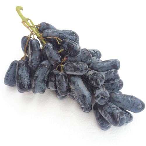 Winterhart Weintraube, QualitätsRhizome, Winterharte Rhizome, Weinreben Sortiment kernlos. Garten Weintrauben, Kernlose Tafel-Trauben-Kollektion.-4zwiebeln-F Winterhart Weintraube, QualitätsRhizome, Winterharte Rhizome, Weinreben Sortiment kernlos. Garten Weintrauben, Kernlose Tafel-Trauben-Kollektion.-4zwiebeln-F von XCMBNHY