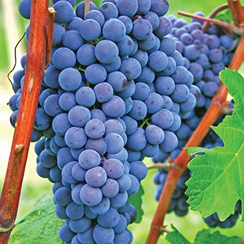 Winterhart Weintraube, QualitätsRhizome, Winterharte Rhizome, Weinreben Sortiment kernlos. Garten Weintrauben, Kernlose Tafel-Trauben-Kollektion.-5zwiebeln-C von XCMBNHY