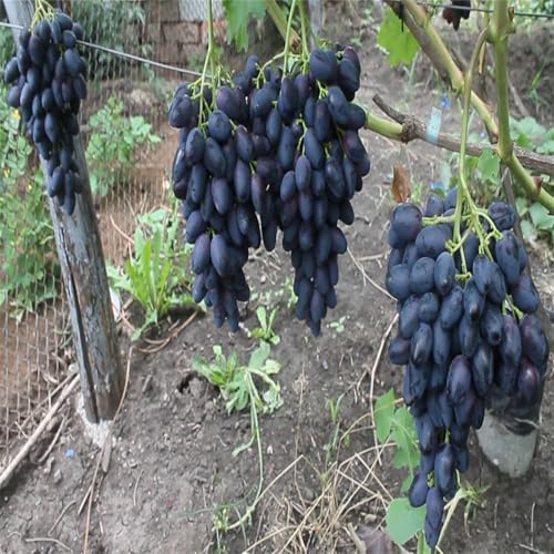 Winterhart Weintraube, QualitätsRhizome, Winterharte Rhizome, Weinreben Sortiment kernlos. Garten Weintrauben, Kernlose Tafel-Trauben-Kollektion.-5zwiebeln-D von XCMBNHY