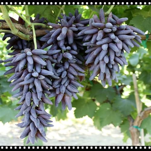 Winterhart Weintraube, QualitätsRhizome, Winterharte Rhizome, Weinreben Sortiment kernlos. Garten Weintrauben, Kernlose Tafel-Trauben-Kollektion. -5zwiebeln-F von XCMBNHY