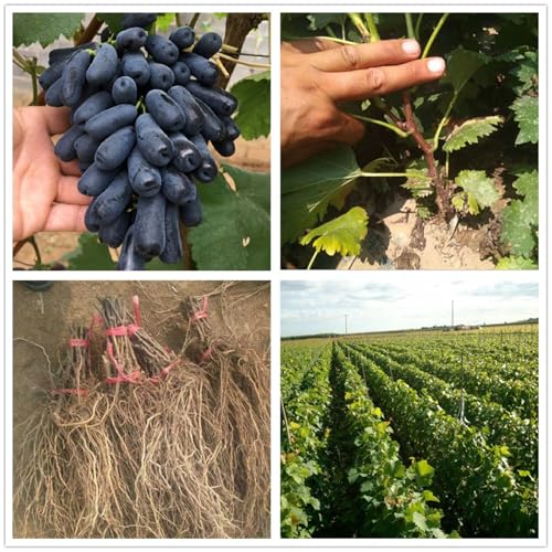 Winterhart Weintraube, QualitätsRhizome, Winterharte Rhizome, Weinreben Sortiment kernlos. Garten Weintrauben, Kernlose Tafel-Trauben-Kollektion. -5zwiebeln-H von XCMBNHY