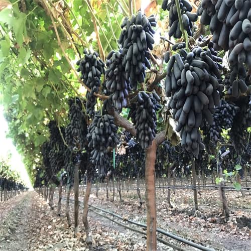 Winterhart Weintraube, QualitätsRhizome, Winterharte Rhizome, Weinreben Sortiment kernlos. Garten Weintrauben Rhizome, Kernlose Tafel-Trauben-Kollektion. -2zwiebeln-H Winterhart Weintraube, QualitätsRhizome, Winterharte Rhizome, Weinreben Sortiment kernlos. Garten Weintrauben Rhizome, Kernlose Tafel-Trauben-Kollektion. -2zwiebeln-H von XCMBNHY