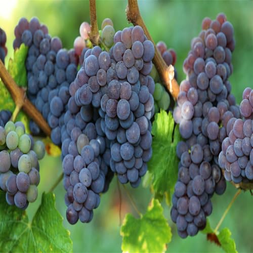 Winterhart Weintraube, QualitätsRhizome, Winterharte Rhizome, Weinreben Sortiment kernlos. Garten Weintrauben Rhizome, Kernlose Tafel-Trauben-Kollektion. -4zwiebeln-A von XCMBNHY