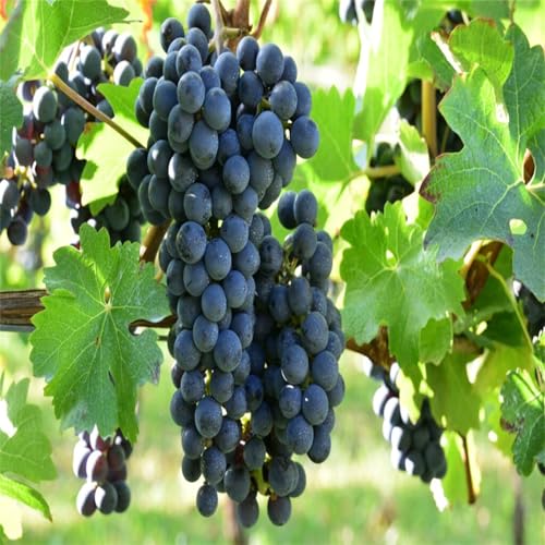 Winterhart Weintraube, QualitätsRhizome, Winterharte Rhizome, Weinreben Sortiment kernlos. Garten Weintrauben Rhizome, Kernlose Tafel-Trauben-Kollektion. -4zwiebeln-B von XCMBNHY