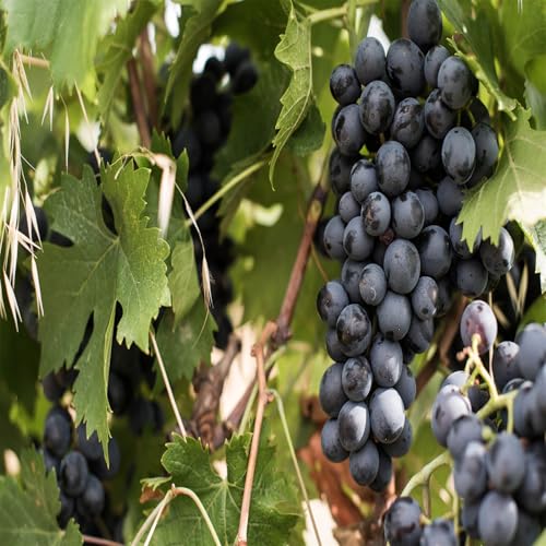 Winterhart Weintraube, QualitätsRhizome, Winterharte Rhizome, Weinreben Sortiment kernlos. Garten Weintrauben Rhizome, Kernlose Tafel-Trauben-Kollektion. -4zwiebeln-C Winterhart Weintraube, QualitätsRhizome, Winterharte Rhizome, Weinreben Sortiment kernlos. Garten Weintrauben Rhizome, Kernlose Tafel-Trauben-Kollektion. -4zwiebeln-C von XCMBNHY