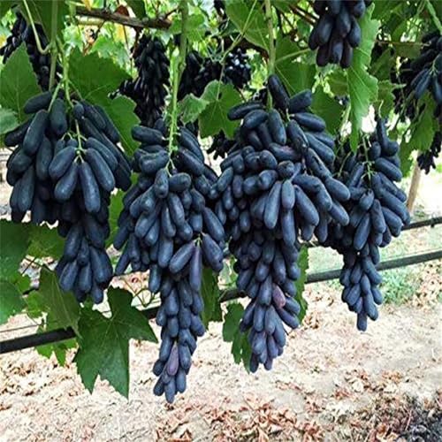 Winterhart Weintraube, QualitätsRhizome, Winterharte Rhizome, Weinreben Sortiment kernlos. Garten Weintrauben Rhizome, Kernlose Tafel-Trauben-Kollektion. -4zwiebeln-D von XCMBNHY