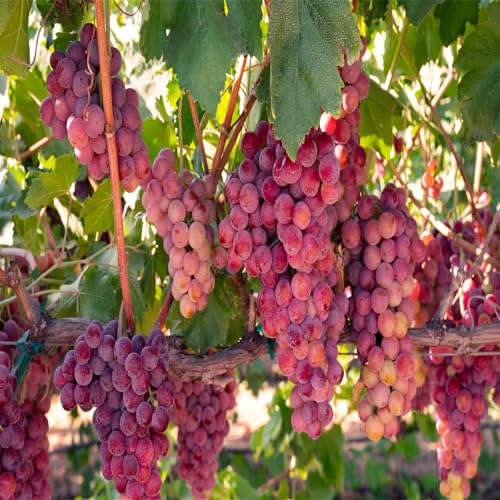 Winterhart Weintraube, QualitätsRhizome, Winterharte Rhizome, Weinreben Sortiment kernlos. Garten Weintrauben Rhizome, Kernlose Tafel-Trauben-Kollektion. -4zwiebeln-E von XCMBNHY