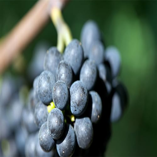 Winterhart Weintraube, QualitätsRhizome, Winterharte Rhizome, Weinreben Sortiment kernlos. Garten Weintrauben Rhizome, Kernlose Tafel-Trauben-Kollektion. -4zwiebeln-F von XCMBNHY