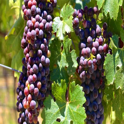 Winterhart Weintraube, QualitätsRhizome, Winterharte Rhizome, Weinreben Sortiment kernlos. Garten Weintrauben Rhizome, Kernlose Tafel-Trauben-Kollektion. -4zwiebeln-G von XCMBNHY