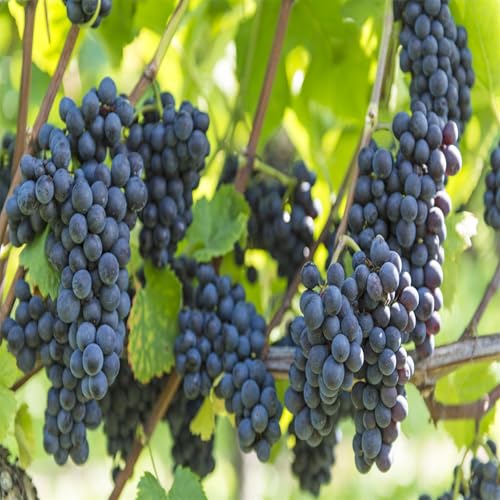 Winterhart Weintraube, QualitätsRhizome, Winterharte Rhizome, Weinreben Sortiment kernlos. Garten Weintrauben Rhizome, Kernlose Tafel-Trauben-Kollektion. -4zwiebeln-I von XCMBNHY