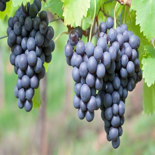 Winterhart Weintraube, QualitätsRhizome, Winterharte Rhizome, Weinreben Sortiment kernlos. Garten Weintrauben Rhizome, Kernlose Tafel-Trauben-Kollektion. -4zwiebeln-J von XCMBNHY