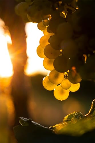 Winterhart Weintraube, Weinreben Sortiment kernlos. Kernlose Tafel-Trauben-Kollektion. Magic of Nature, Weintrauben Pflanzen, Weinrebe Qualitätspflanzen, 4zwiebeln-B von XCMBNHY