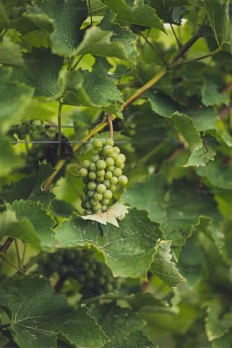 Winterhart Weintraube, Weinreben Sortiment kernlos. Kernlose Tafel-Trauben-Kollektion. Magic of Nature, Weintrauben Pflanzen, Weinrebe Qualitätspflanzen, 4zwiebeln-J von XCMBNHY