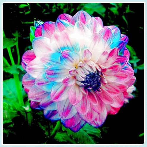 Winterhart Zwiebeln, Pompon Dahlie, Einfach Zu ZüChten, Dahlien Knollen MehrjäHrig, Seltene Pflanze, Dahlien Zwiebeln, MysteriöSe Magische GlüHbirne, 2zwiebeln-G Winterhart Zwiebeln, Pompon Dahlie, Einfach Zu ZüChten, Dahlien Knollen MehrjäHrig, Seltene Pflanze, Dahlien Zwiebeln, MysteriöSe Magische GlüHbirne, 2zwiebeln-G von XCMBNHY