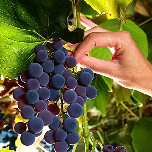 Winterharte Rhizome, Garten Winterhart Weintraube, Weinrebe QualitätsRhizome, Weinreben Sortiment kernlos. Weintrauben Rhizome, Kernlose Tafel-Trauben-Kollektion. -2zwiebeln-A Winterharte Rhizome, Garten Winterhart Weintraube, Weinrebe QualitätsRhizome, Weinreben Sortiment kernlos. Weintrauben Rhizome, Kernlose Tafel-Trauben-Kollektion. -2zwiebeln-A von XCMBNHY