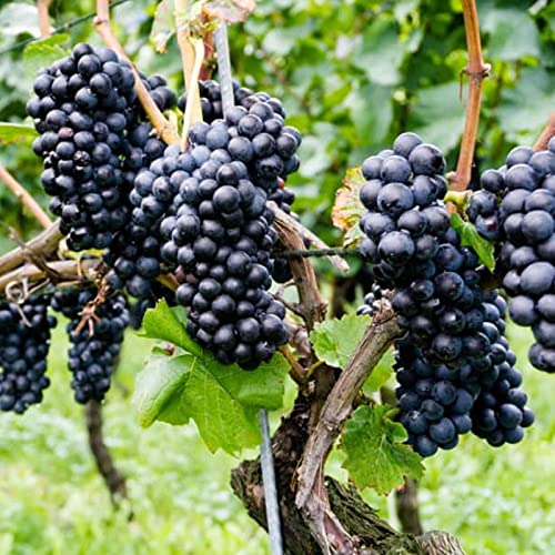 Winterharte Rhizome, Garten Winterhart Weintraube, Weinrebe QualitätsRhizome, Weinreben Sortiment kernlos. Weintrauben Rhizome, Kernlose Tafel-Trauben-Kollektion. -2zwiebeln-D Winterharte Rhizome, Garten Winterhart Weintraube, Weinrebe QualitätsRhizome, Weinreben Sortiment kernlos. Weintrauben Rhizome, Kernlose Tafel-Trauben-Kollektion. -2zwiebeln-D von XCMBNHY