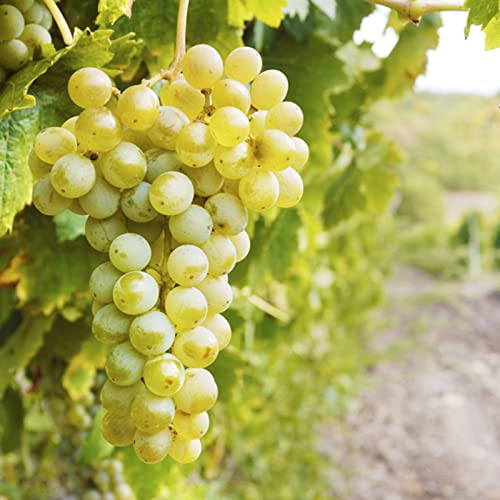 Winterharte Rhizome, Garten Winterhart Weintraube, Weinrebe QualitätsRhizome, Weinreben Sortiment kernlos. Weintrauben Rhizome, Kernlose Tafel-Trauben-Kollektion. -3zwiebeln-C von XCMBNHY