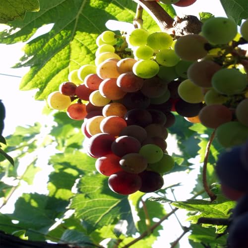 Winterharte Rhizome, Garten Winterhart Weintraube, Weinrebe QualitätsRhizome, Weinreben Sortiment kernlos. Weintrauben Rhizome, Kernlose Tafel-Trauben-Kollektion. -3zwiebeln-E Winterharte Rhizome, Garten Winterhart Weintraube, Weinrebe QualitätsRhizome, Weinreben Sortiment kernlos. Weintrauben Rhizome, Kernlose Tafel-Trauben-Kollektion. -3zwiebeln-E von XCMBNHY