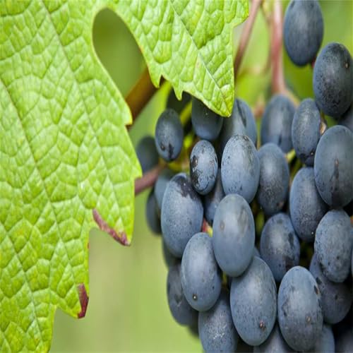 Winterharte Rhizome, Garten Winterhart Weintraube, Weinrebe QualitätsRhizome, Weinreben Sortiment kernlos. Weintrauben Rhizome, Kernlose Tafel-Trauben-Kollektion. -3zwiebeln-I Winterharte Rhizome, Garten Winterhart Weintraube, Weinrebe QualitätsRhizome, Weinreben Sortiment kernlos. Weintrauben Rhizome, Kernlose Tafel-Trauben-Kollektion. -3zwiebeln-I von XCMBNHY