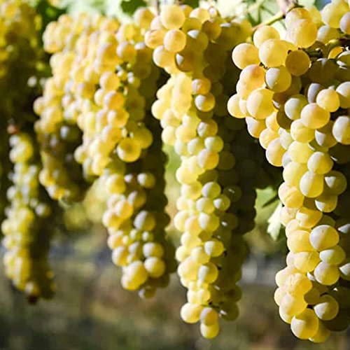 Winterharte Rhizome, Garten Winterhart Weintraube, Weinrebe QualitätsRhizome, Weinreben Sortiment kernlos. Weintrauben Rhizome, Kernlose Tafel-Trauben-Kollektion. -5zwiebeln-B Winterharte Rhizome, Garten Winterhart Weintraube, Weinrebe QualitätsRhizome, Weinreben Sortiment kernlos. Weintrauben Rhizome, Kernlose Tafel-Trauben-Kollektion. -5zwiebeln-B von XCMBNHY