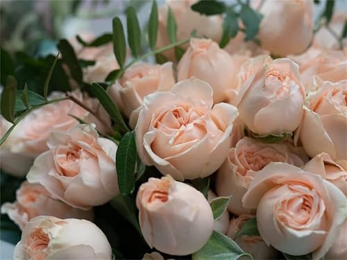 Winterharte Rhizome, MehrjäHrige QualitätsRhizome, Garten Rhizome, Hochwertige, Rosen Rhizome, MysteriöSe Magische GlüHbirne,-2zwiebeln-H Winterharte Rhizome, MehrjäHrige QualitätsRhizome, Garten Rhizome, Hochwertige, Rosen Rhizome, MysteriöSe Magische GlüHbirne,-2zwiebeln-H von XCMBNHY