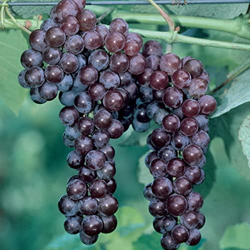 Winterharte Rhizome, Weintrauben Rhizome, Kernlose Tafel-Trauben-Kollektion. Garten Winterhart Weintraube, Weinrebe QualitätsRhizome, Weinreben Sortiment kernlos.-1zwiebeln-J Winterharte Rhizome, Weintrauben Rhizome, Kernlose Tafel-Trauben-Kollektion. Garten Winterhart Weintraube, Weinrebe QualitätsRhizome, Weinreben Sortiment kernlos.-1zwiebeln-J von XCMBNHY