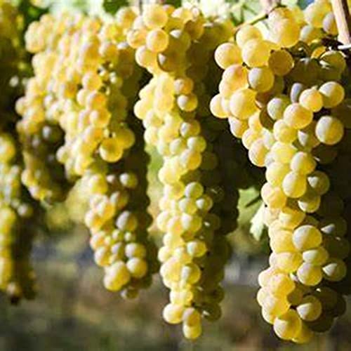 Winterharte Rhizome, Weintrauben Rhizome, Kernlose Tafel-Trauben-Kollektion. Garten Winterhart Weintraube, Weinrebe QualitätsRhizome, Weinreben Sortiment kernlos.-2zwiebeln-A Winterharte Rhizome, Weintrauben Rhizome, Kernlose Tafel-Trauben-Kollektion. Garten Winterhart Weintraube, Weinrebe QualitätsRhizome, Weinreben Sortiment kernlos.-2zwiebeln-A von XCMBNHY