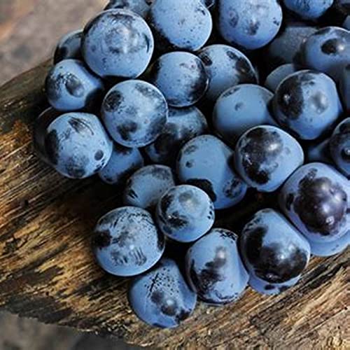 Winterharte Rhizome, Weintrauben Rhizome, Kernlose Tafel-Trauben-Kollektion. Garten Winterhart Weintraube, Weinrebe QualitätsRhizome, Weinreben Sortiment kernlos.-2zwiebeln-I Winterharte Rhizome, Weintrauben Rhizome, Kernlose Tafel-Trauben-Kollektion. Garten Winterhart Weintraube, Weinrebe QualitätsRhizome, Weinreben Sortiment kernlos.-2zwiebeln-I von XCMBNHY