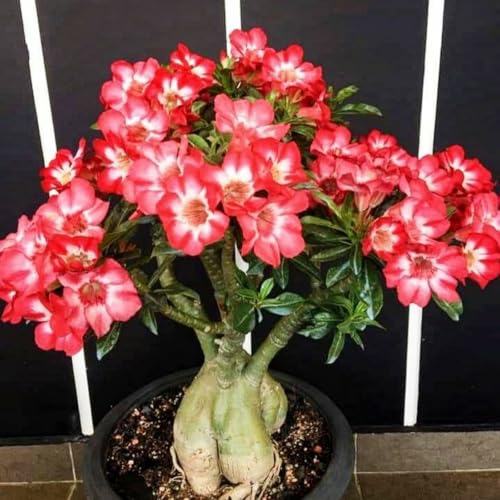 WüStenrosen Rhizome, Ideale Innenraum, Mehrjährige Blumen, Hochwertige Rhizome, Mysteriöse magische Glühbirne, Winterhart,-2zwiebeln-G WüStenrosen Rhizome, Ideale Innenraum, Mehrjährige Blumen, Hochwertige Rhizome, Mysteriöse magische Glühbirne, Winterhart,-2zwiebeln-G von XCMBNHY