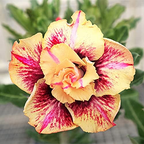 WüStenrosen Zwiebeln, Mehrjährige Blumenzwiebel Mix, Mysteriöse magische Glühbirne, Schnell-Wachsend, Winterhart Pflanzen, Seltene Pflanze, 4zwiebeln-B WüStenrosen Zwiebeln, Mehrjährige Blumenzwiebel Mix, Mysteriöse magische Glühbirne, Schnell-Wachsend, Winterhart Pflanzen, Seltene Pflanze, 4zwiebeln-B von XCMBNHY