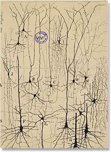 XCPORA Neuron Zeichnung Santiago Ramon Y Cajal Poster Neuron Zeichnung Drucke Vintage Santiago Ramon Y Cajal Leinwand Malerei Wandkunst Dekor 40x60cm Kein Rahmen von XCPORA