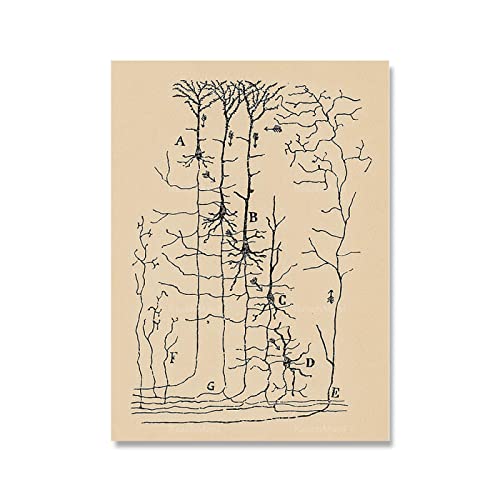 XCPORA Santiago Ramon Y Cajal Neuron Zeichnung Poster Und Drucke Retro Wandkunst Santiago Ramon Y Cajal Leinwand Malerei Wohnkultur Bild 50x70cm Kein Rahmen von XCPORA