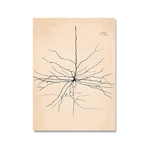 XCPORA Santiago Ramon Y Cajal Neuron Zeichnung Poster Und Drucke Retro Wandkunst Santiago Ramon Y Cajal Leinwand Malerei Wohnkultur Bild 50x70cm Kein Rahmen von XCPORA