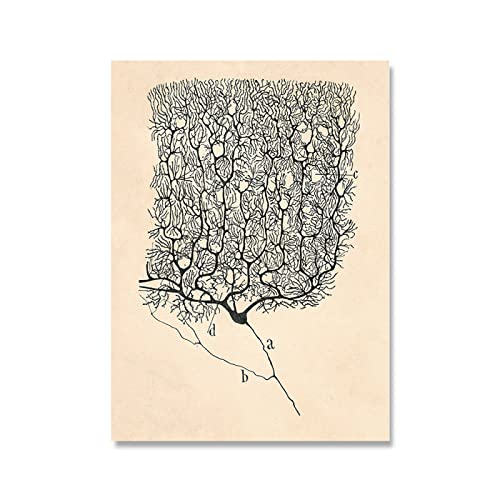 XCPORA Santiago Ramon Y Cajal Neuron Zeichnung Poster und Drucke Retro-Malerei Santiago Ramon Y Cajal Leinwand Wandkunst Wohnkultur Bild 50x70cm ohne Rahmen von XCPORA