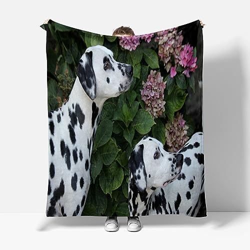 XCWYF Kuscheldecke Dalmatiner 180x220cm Decke Wohndecke Tagesdecke Sofadecke Fleecedecke Mikrofaser Flauschig Weiche Warm Couchdecke von XCWYF