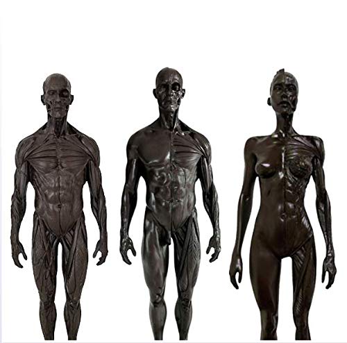 Anatomie-Figur, 3-teilig, weibliche und männliche Anatomie und männliches Muskelknochenmodell, menschliches Muskelknochenmodell, Kunstharz, anatomisches Modell des Bewegungsapparates von XDAWQP