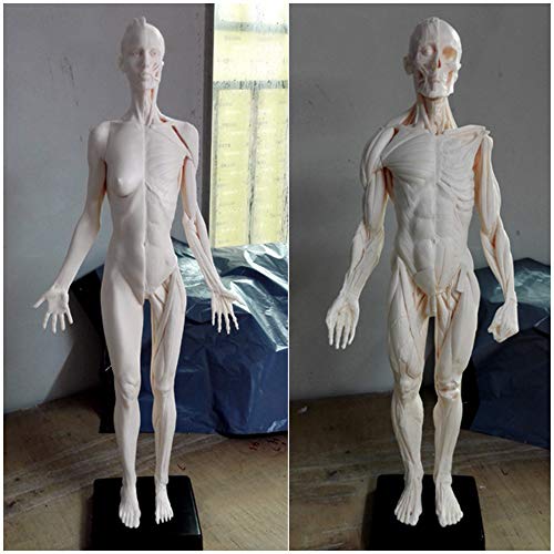 Anatomie-Figur des menschlichen Körpers, 60 cm, Modell des menschlichen anatomischen Muskelknochens, Kunstpuppe, Muskel-Skelett-Struktur, Malerei, Referenz für Künstler, A von XDAWQP