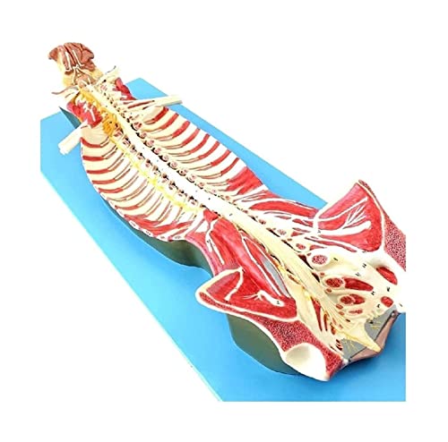 Anatomie-Modell, anatomisches Modell des menschlichen Schädels, Schädelkopfmodell mit bemalten Knochen, kompatibel mit dem Lehrmodell für wissenschaftliche Experimente der Kopfanatomie von XDAWQP
