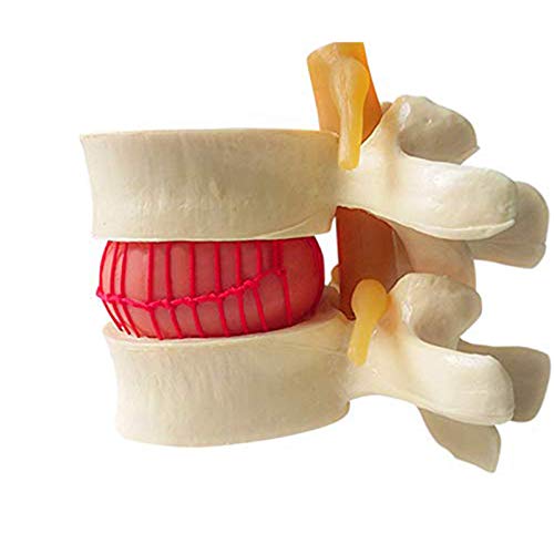 Anatomie-Modell, weibliche Anatomie, anatomisches Modell des menschlichen Muskelskeletts, Malmodell, Modell aus Haut und menschlichem anatomischem Muskelknochen von XDAWQP