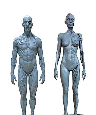 Figur der menschlichen Anatomie – Modell des menschlichen Skeletts aus PU-Material – Modell der weiblichen Anatomie und Modell der männlichen Muskel-Skelett-Anatomie – zum Studium von XDAWQP