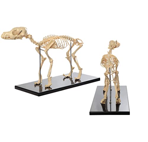 Hundeskelett-Modell, Skelett-Modell für Hunde, Anatomie-Modell für Hunde, anatomisches Modell des Hundeskeletts für tierärztliche Demonstrationswerkzeuge von XDAWQP