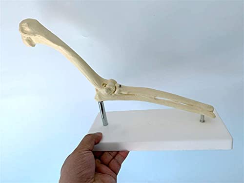 Körpermodell, Modell des Hundeellenbogens, Modell des Ellbogengelenks, Modell eines Tierskeletts, Modell des Ellbogengelenks des Hundes, Modell der Anatomie des Gelenks D von XDAWQP