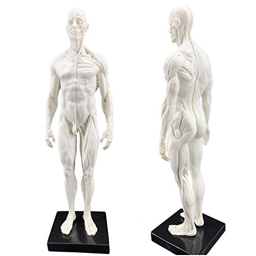 Männliche Anatomie Figur 30 cm – Modell des menschlichen anatomischen Muskelknochens – Material aus Kunstharz, anatomisches Modell des Bewegungsapparates des menschlichen Körpers – für Kunstpuppe von XDAWQP